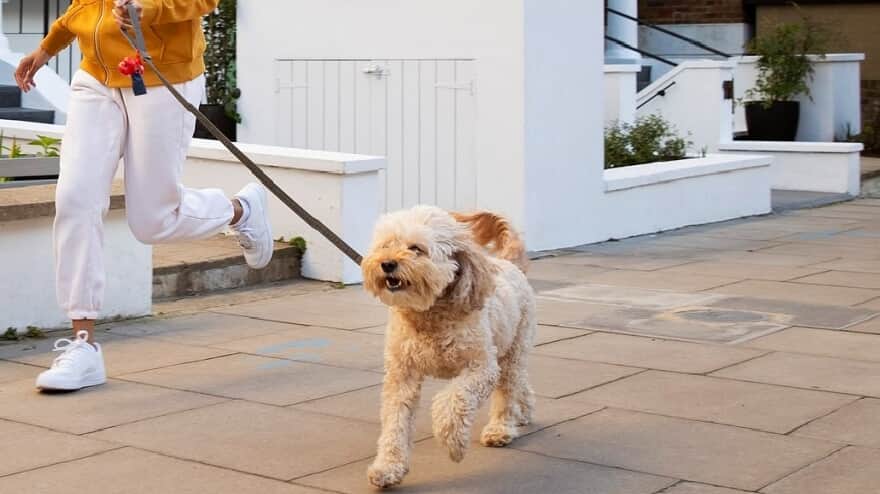 Lei de autoria do Coronel Sobreira disciplina presença e circulação de animais em condomínios de João Pessoa